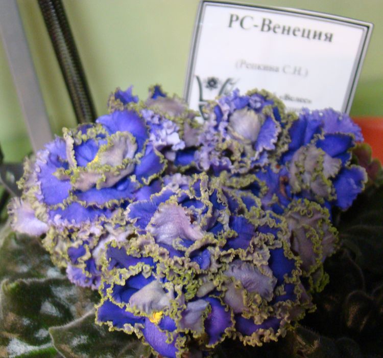 DSC01381.jpg