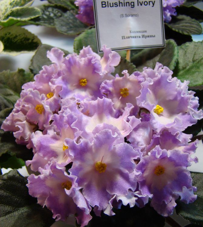 DSC01385.jpg
