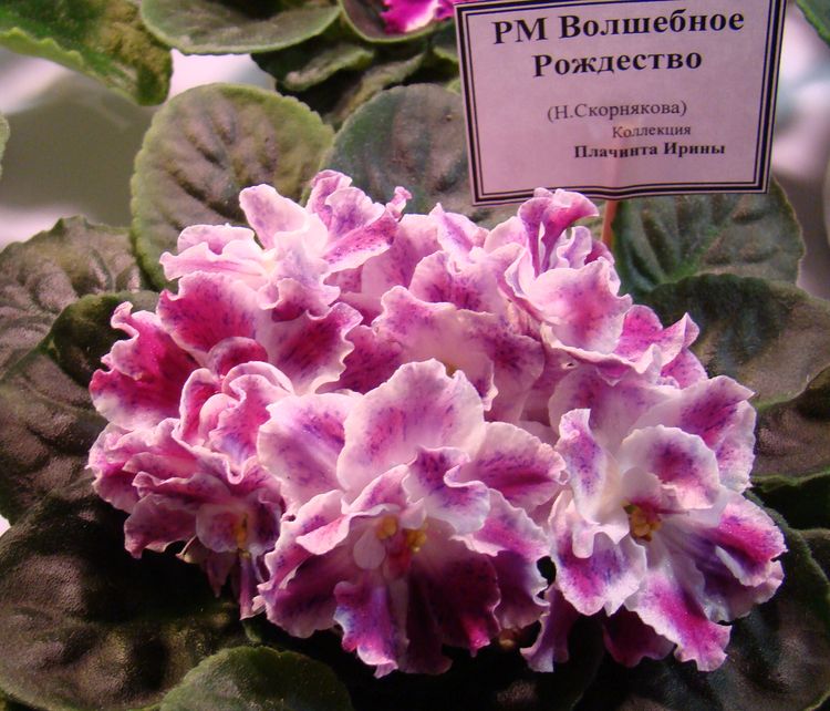 DSC01392.jpg