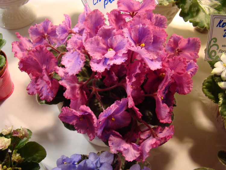 DSC01404.jpg