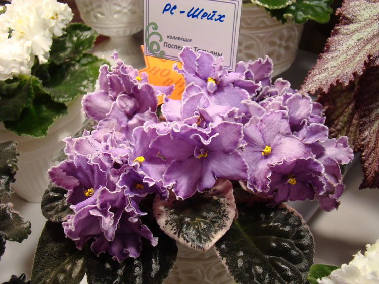 DSC01406.jpg
