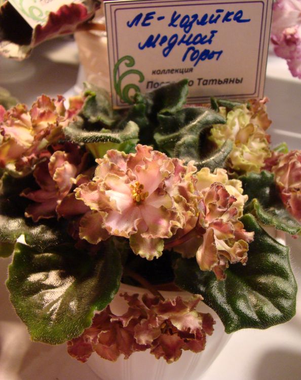 DSC01408.jpg
