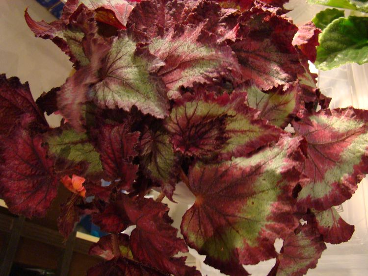 DSC01417.jpg