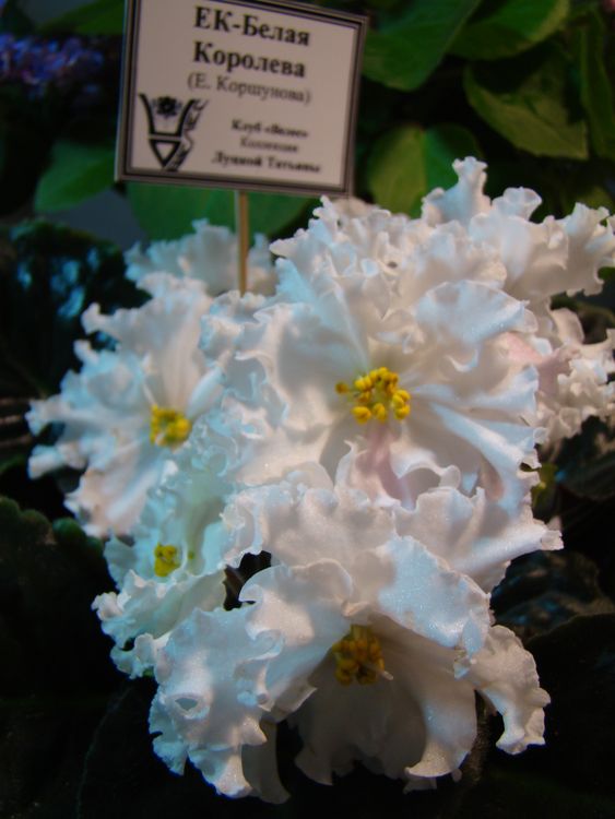 DSC01437_2016-05-16.jpg