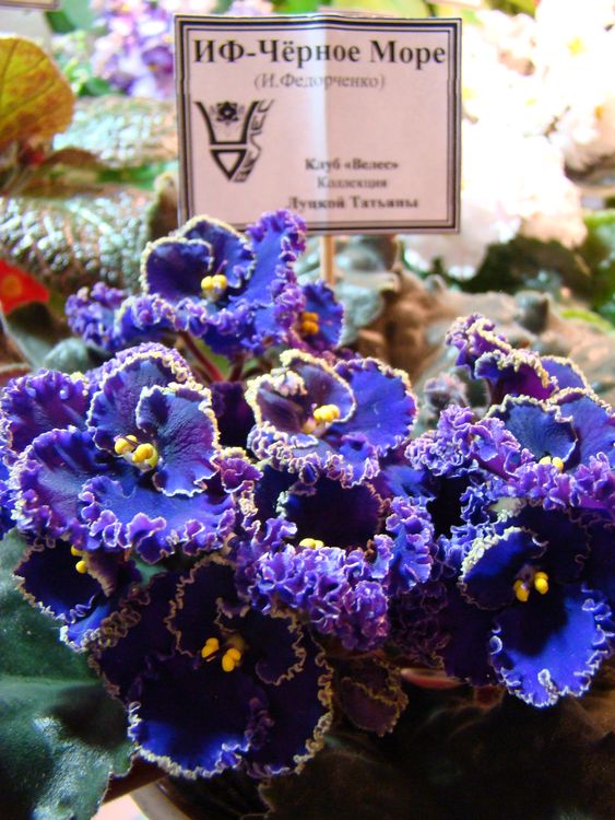 DSC01438_2016-05-16.jpg