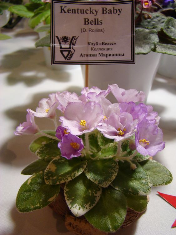 DSC01441_2016-05-16.jpg