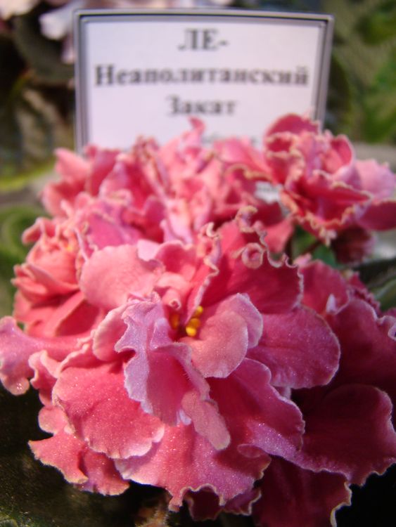 DSC01444_2016-05-16.jpg