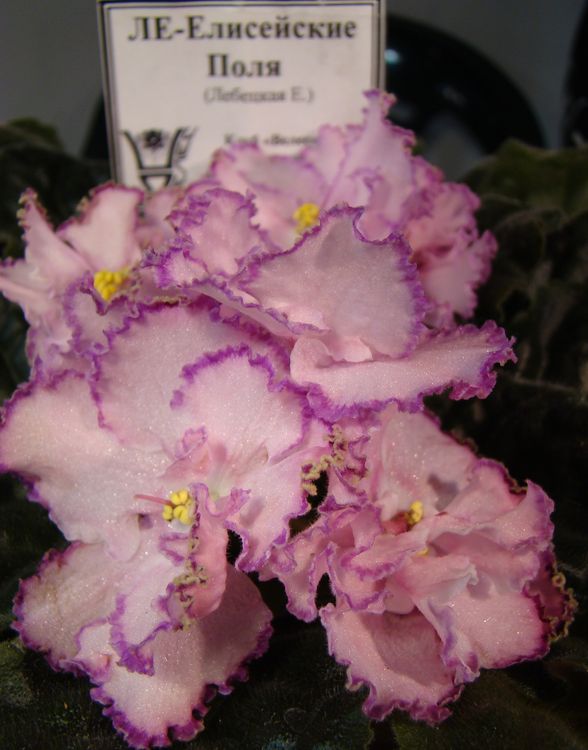 DSC01445_2016-05-16.jpg