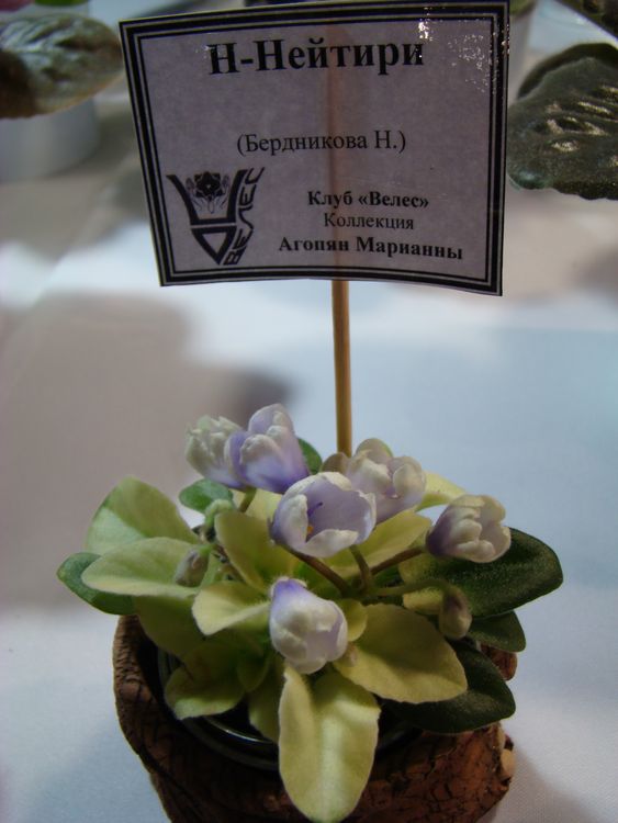 DSC01446.jpg