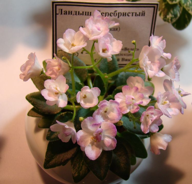 DSC01454_2016-05-16.jpg