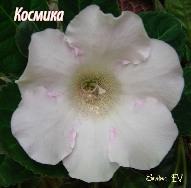 kosmika.jpg