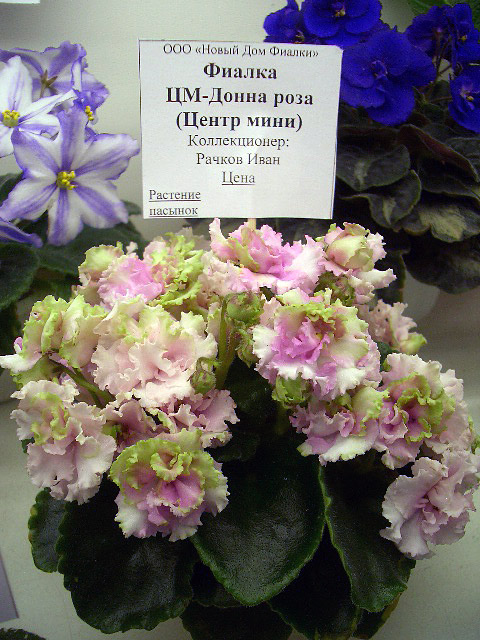 CIMG0009.JPG
