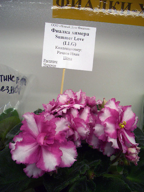CIMG0010.JPG