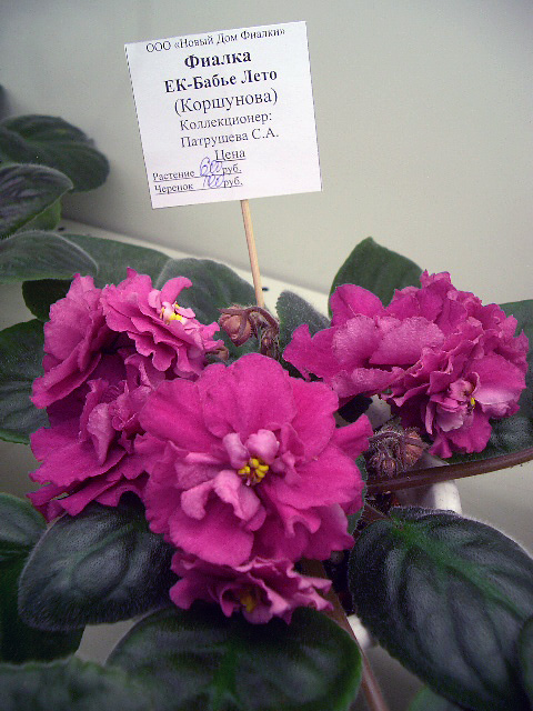 CIMG0012.JPG