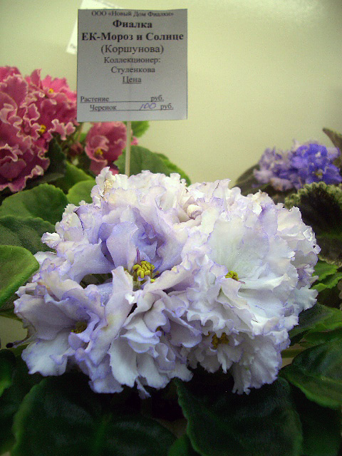 CIMG0015.JPG