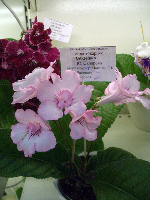 CIMG0023.JPG
