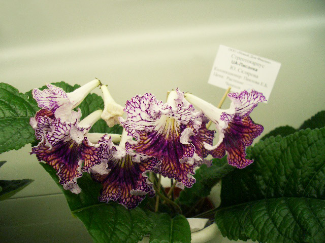 CIMG0029.JPG