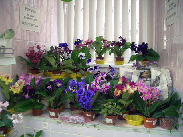 CIMG0050.JPG
