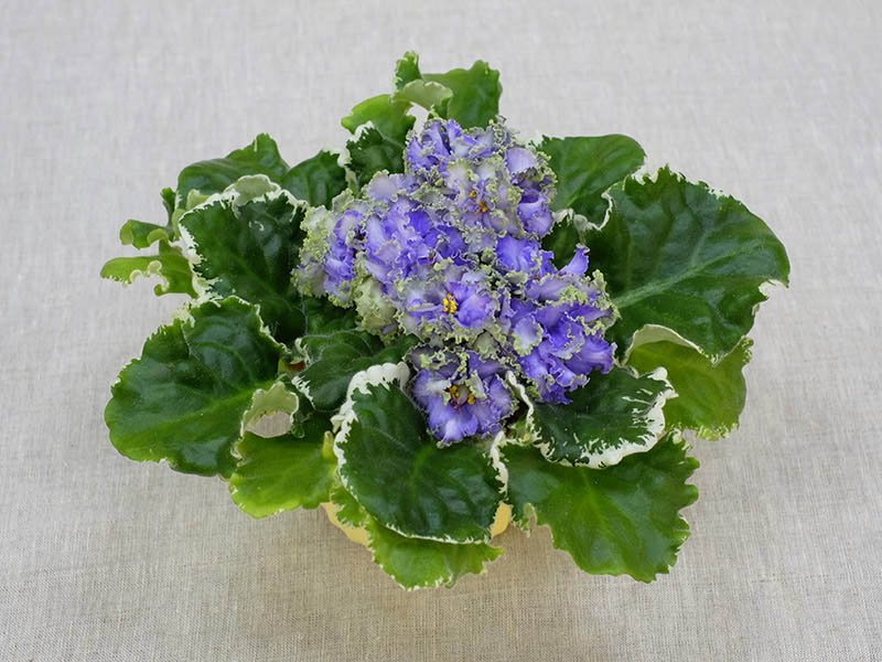 Ma's Fat Froggie (O.Robinson) Колл. О.Стуленкова.jpg