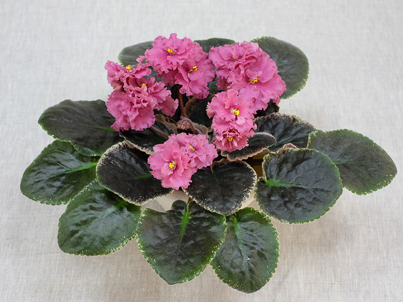 Ness' Orange Pekoe (D.Ness) Колл. Е.Петрова.jpg