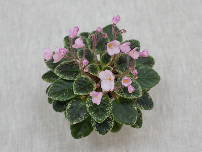 Joy's Pink Halo (D.Hoover) Колл. Т.Омельченко.jpg