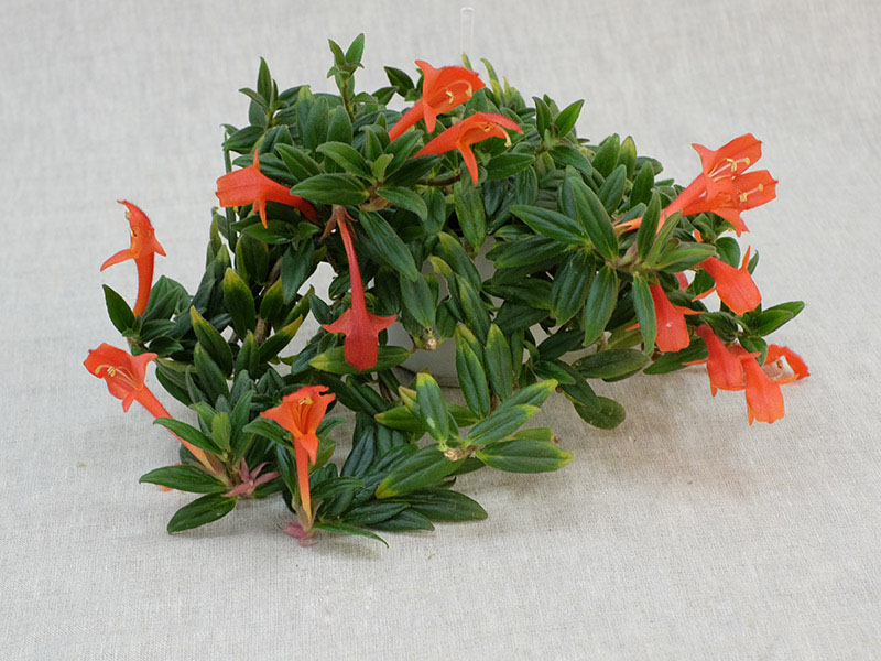 Columnea 'Red Robin' Колл. В.Киселёва.jpg