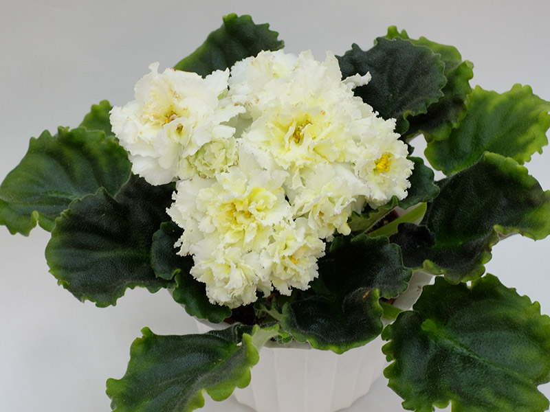 ЛЕ-Золотой Лев Стуленкова.jpg