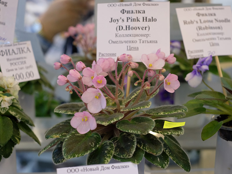 Joy's Pink Halo (D. Hoover)
