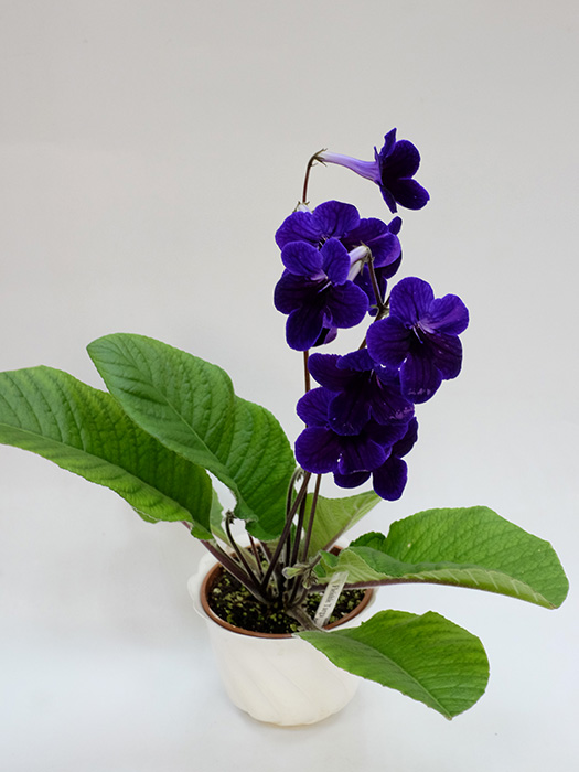 Fleishle Targa (Fleischle), Дорофеев