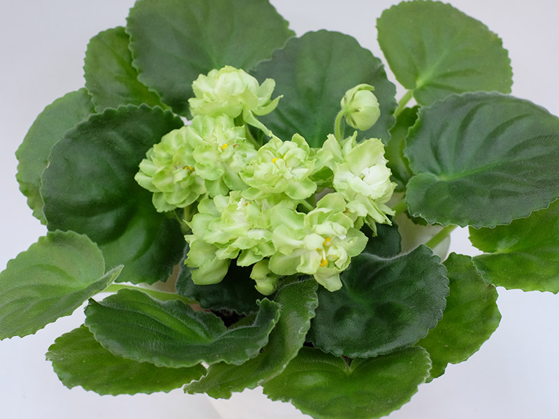Spring Rose, Дорофеев.jpg