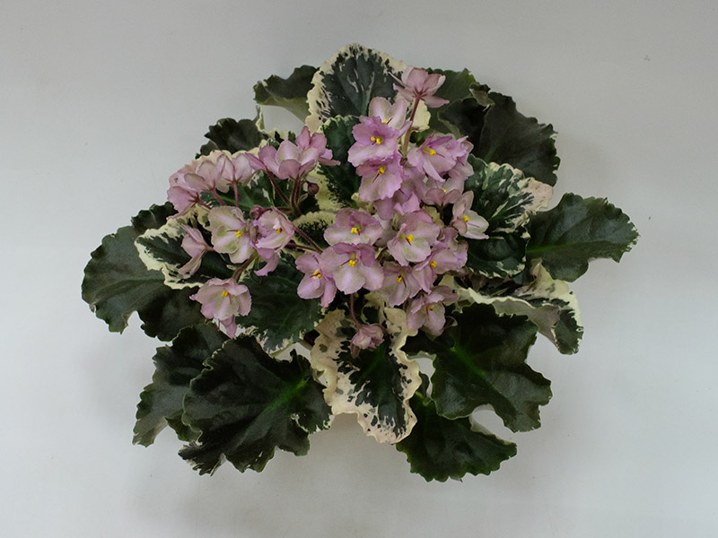 Wild Irish Rose, Дорофеев.jpg