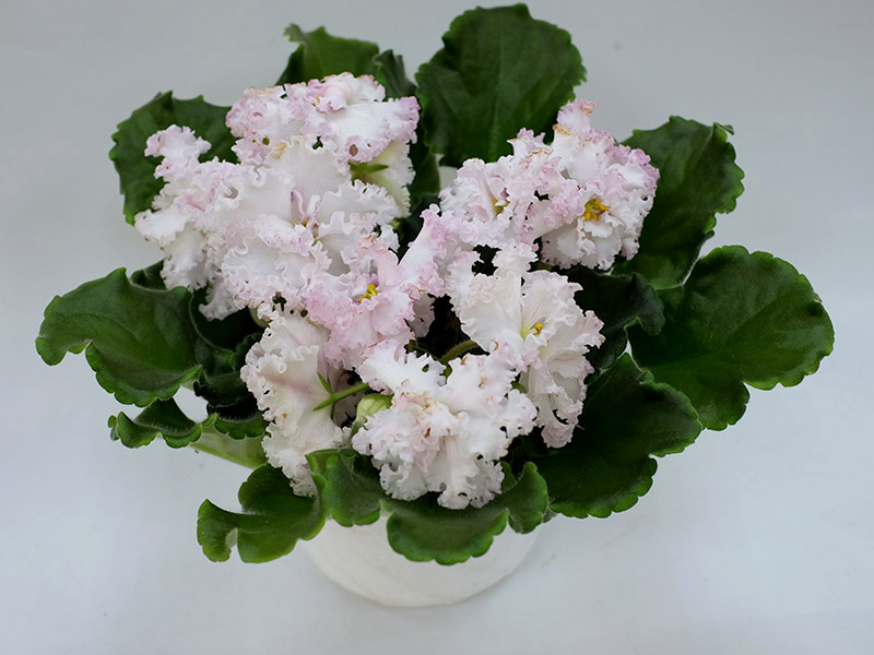 ЛЕ-Взбитые Сливки, Дорофеев.jpg