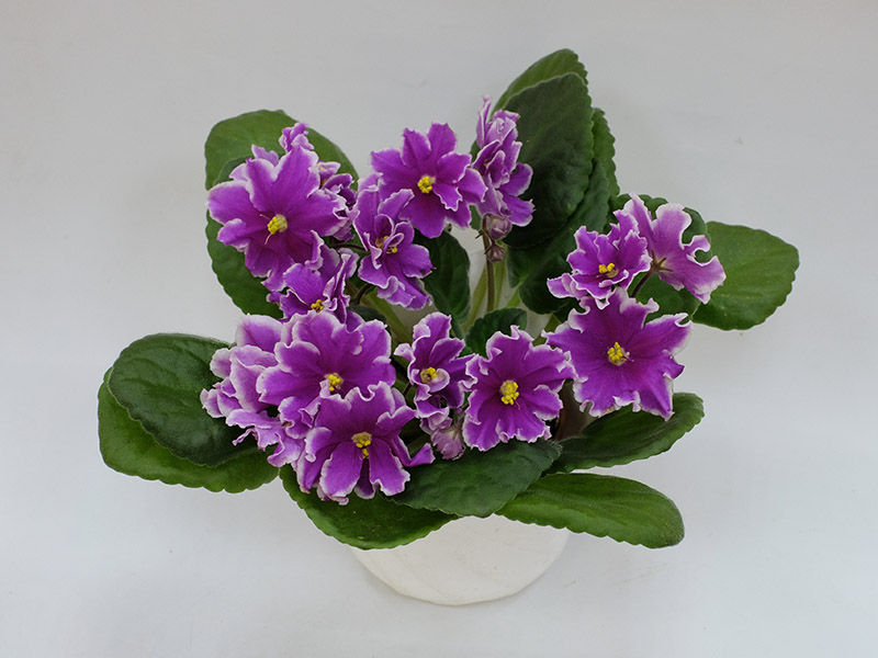 ЛЕ-Фуксиевая Балерина, Дорофеев.jpg