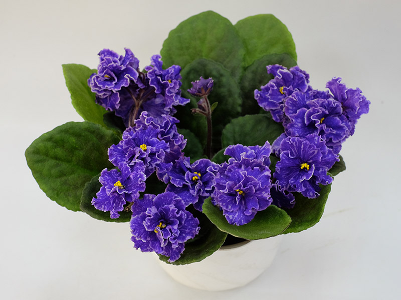 Grape Glory спорт, Дорофеев.jpg