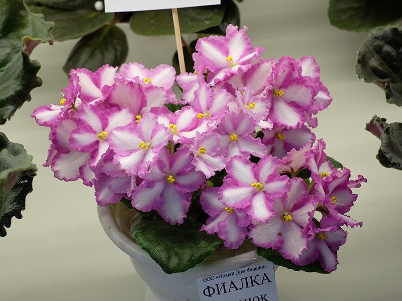 АЕ-Лучезарная, Черепанова