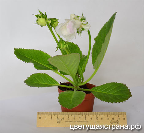 Цвет-Дубрава-нов5.jpg