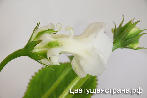 Цвет-Дубрава-нов4.jpg