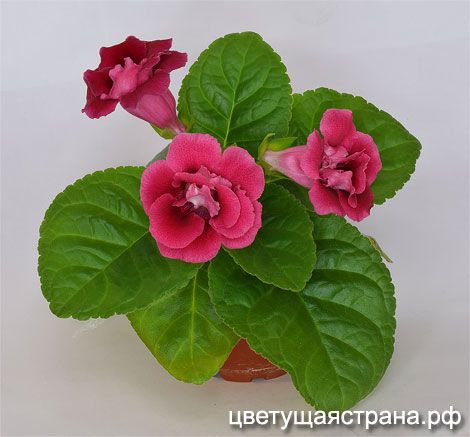 SRG's-Sterling-Red.jpg
