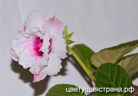 Цвет-Ласточка.jpg
