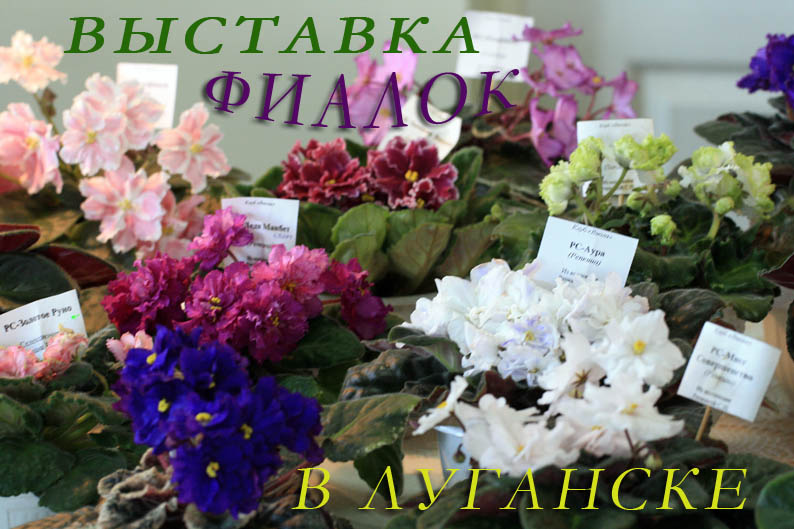 выст фиал IMG_2360 копия.jpg