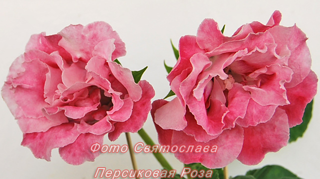 Персиковая-Роза11.jpg