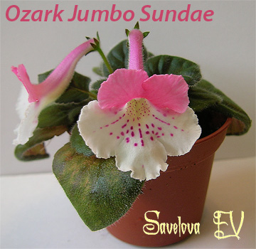 ozark-jumbo-sundae.jpg