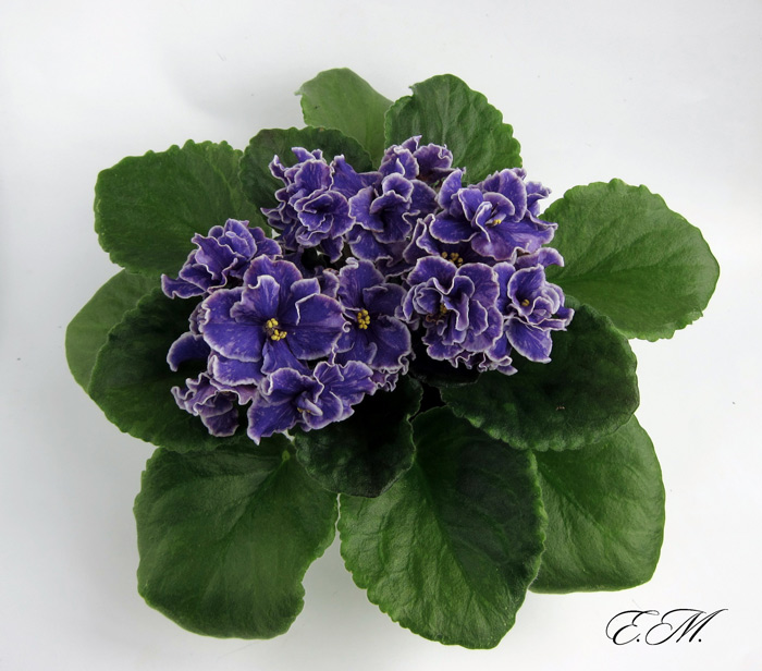 Grape-Glory.jpg