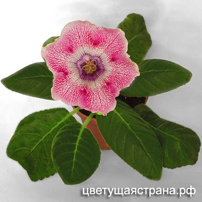 Цвет-Марья-Искусница.jpg