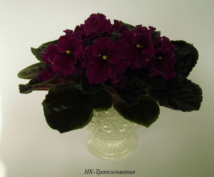 DSC00427 копия.jpg