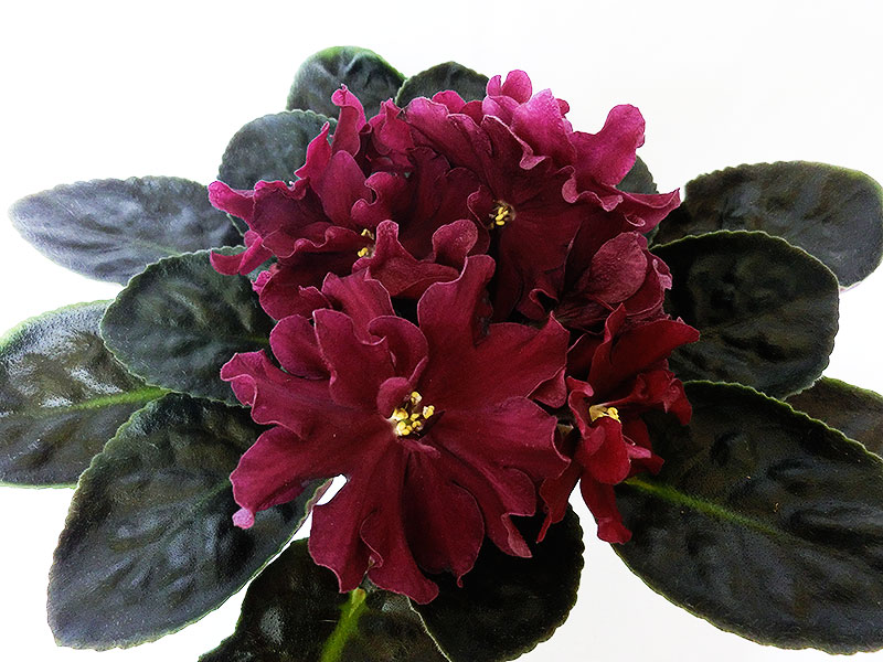 ЛЕ-Вега_(Е.А._Лебецкая).JPG