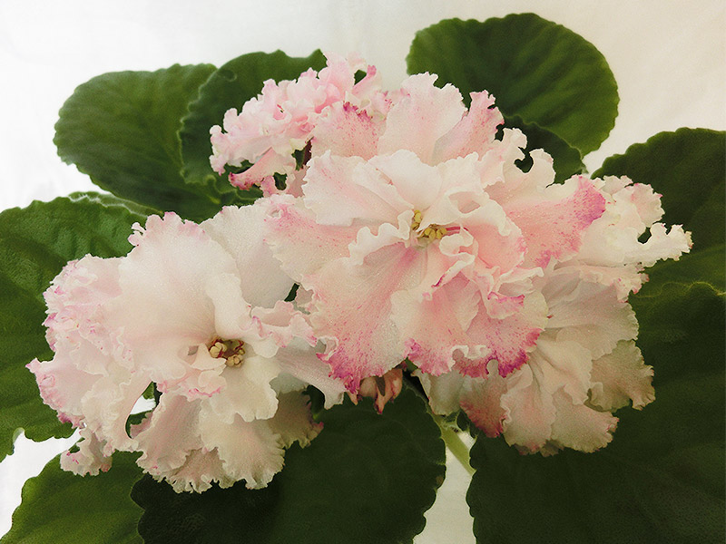 ЛЕ-Кира_(Е.А._Лебецкая).jpg