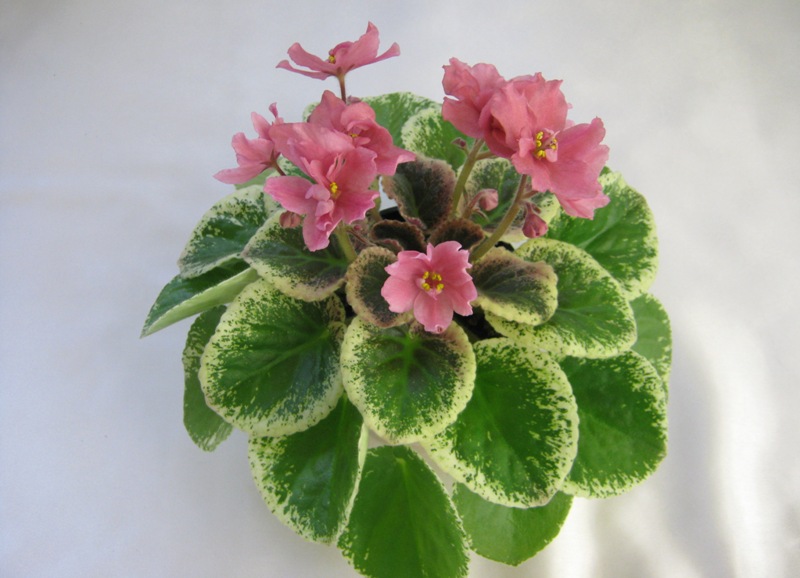 НК-Цветочный Этикет.JPG