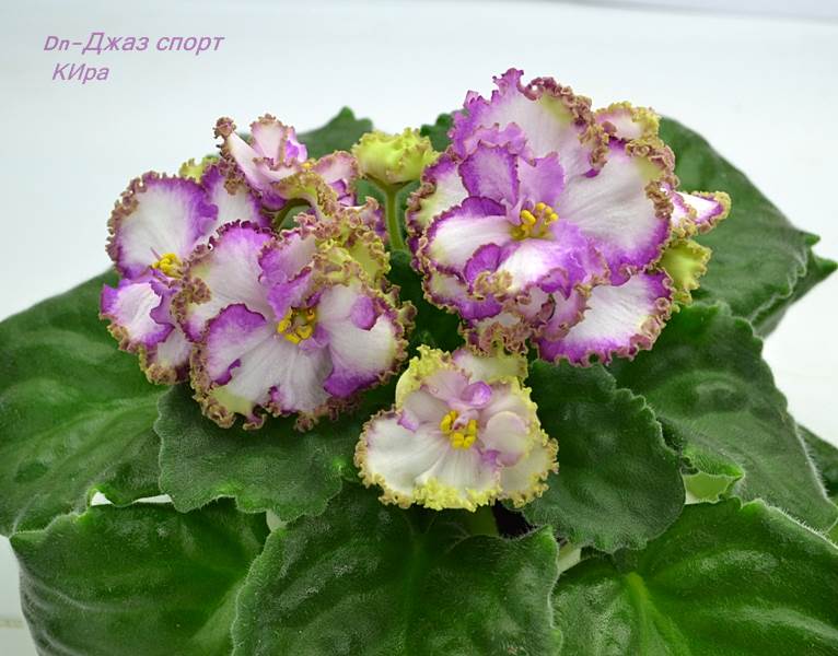Дн-Джаз-спорт.JPG