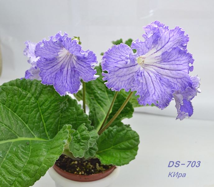 DS-703.JPG